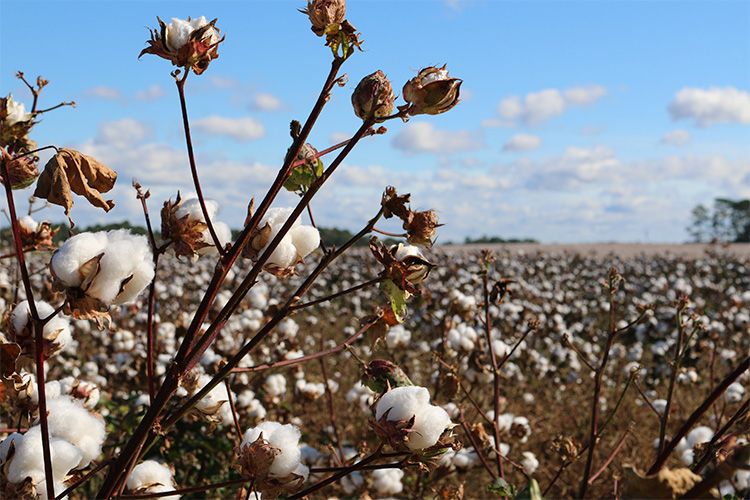 Sustainable cotton fabric & production