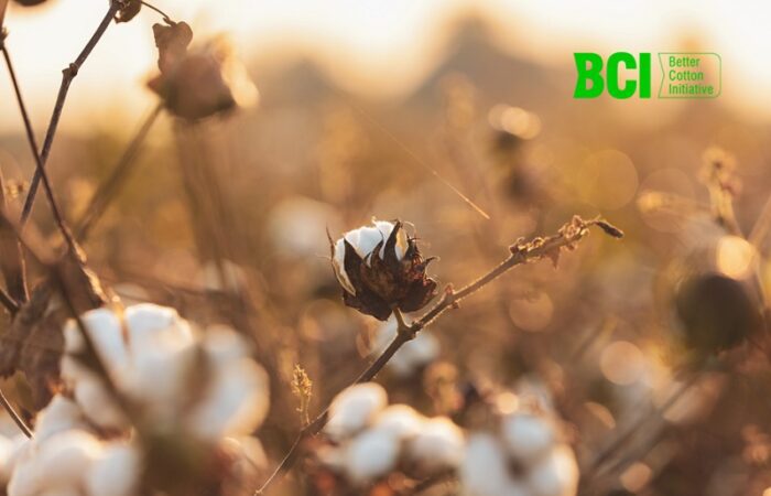 que es algodon BCI