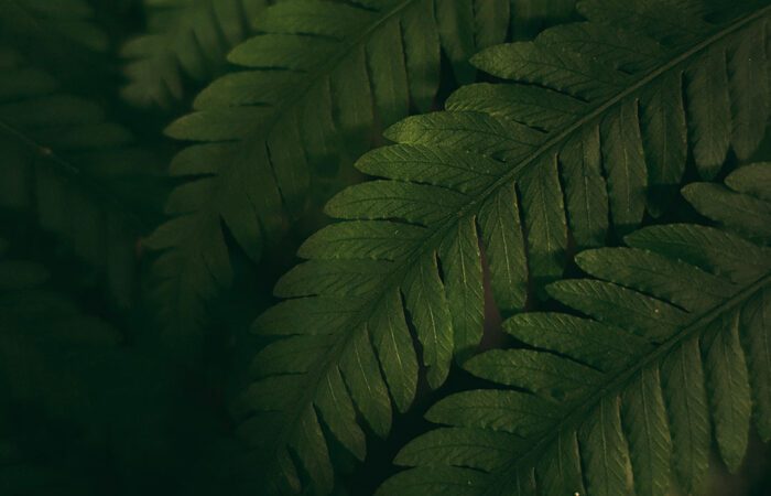 textiles tintes naturales